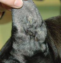 Allergies Behind Chronic Ear Infection